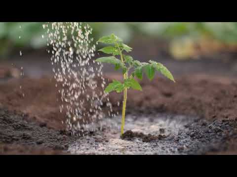 Tomato plant planting vegetables farm business | Free Stock Video without Watermark or Copyright