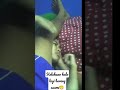 Kelakuan Pasangan Suami Istri