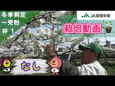 梨の木を植える：時期と方法、そしてメンテナンスのヒント！  庭園