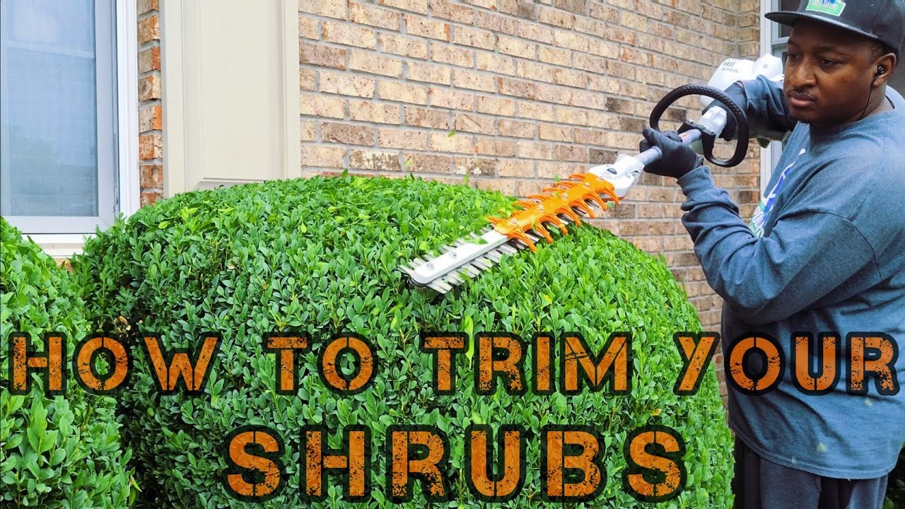 HOW to trim your Shrubs | FAST and EASY
