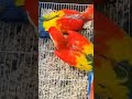 Scarlet Macaws Chicks