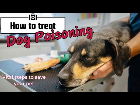 How to Treat Dog Poisoning: Vital Steps to Save Your Pet