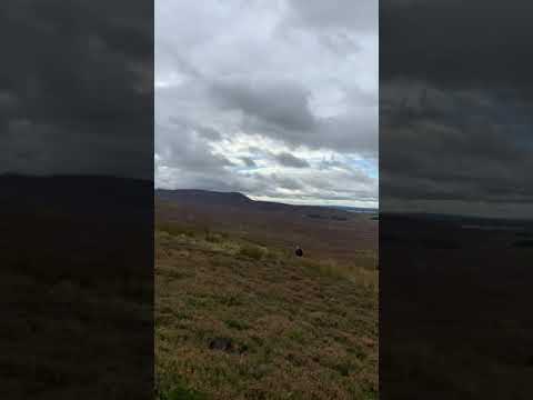 WW2 German bomber JU-88 crash site, Edinburgh. Hare Hill.