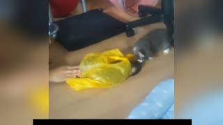 生後２ヶ月の子猫とフェレットの初遊び①