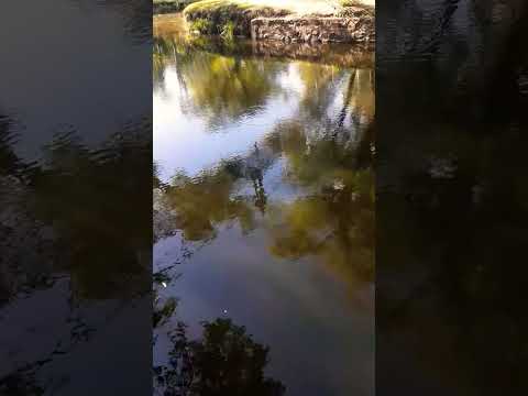 Puente en el camping. Arroyo del medio. @a