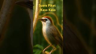 Download lagu Suara Pikat Burung Kaso Kaso mp3