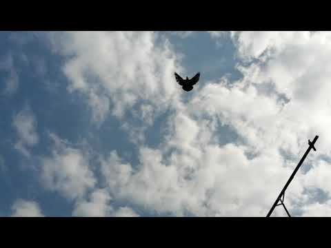 // ГОЛУБИ // ТРЕНИРОВКА. 31.03.2020.г. Г. САЛЬСК //