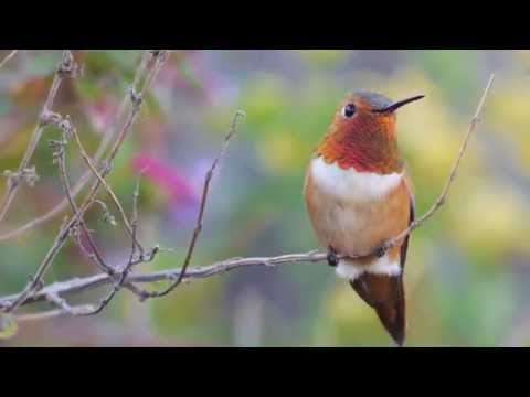 Rufous Hummingbird