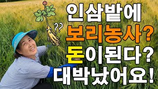인삼밭에 보리농사를 하는 이유는?? 돈이된다! 대박났어요 늘보리 겉보리 새싹보리