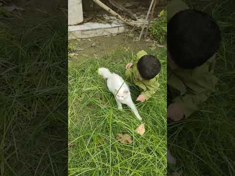 my little munchkin playing with cat🤩