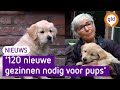 Deze schattige hulphondjes zoeken met spoed een pleeggezin