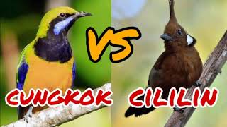 Download lagu masteran cililin vs cungkok jernih durasi panjang 1 jam. mp3