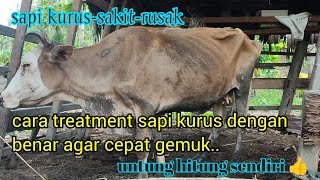 Download lagu cara rawat sapi kurus dengan benar agar cepat gemuk ❗👍👍 mp3