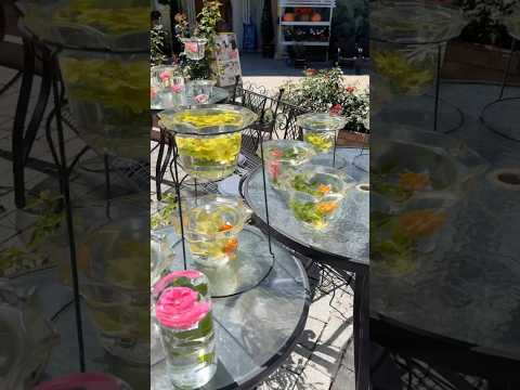 地中海の庭園デザイン – 植物と花のアイデア  庭園