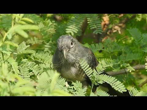 Blue faced Malkoha calling