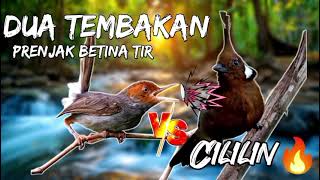 Download lagu Cocok buat masteran sogon, prenjak betina mix cililin 💣💣versi panjang ada di yt subur KICAU1 mp3 Download lagu Cocok buat masteran sogon, prenjak betina mix cililin 💣💣versi panjang ada di yt subur KICAU1 mp3