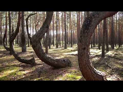 Brożek - Tańczący las