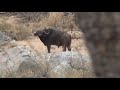 Free Range Hunting Experience South Africa Crusader Safaris