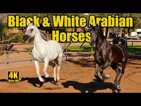 White Arabian Horse & Black Arabian Horse Run Free!