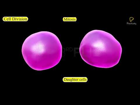 Practically's Concepts - Cell Division - #LearnPractically
