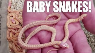 NEW BABY SNAKES BORN!!! NOAH MISSED HIS FLIGHT! OH NO!!| BRIAN BARCZYK by Brian Barczyk