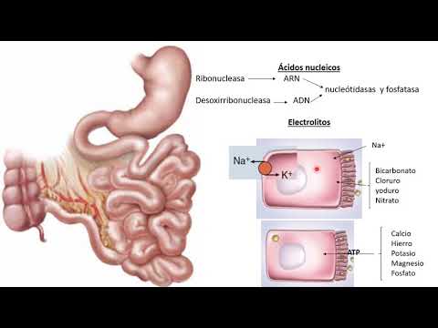 14 Intestino delgado parte 2