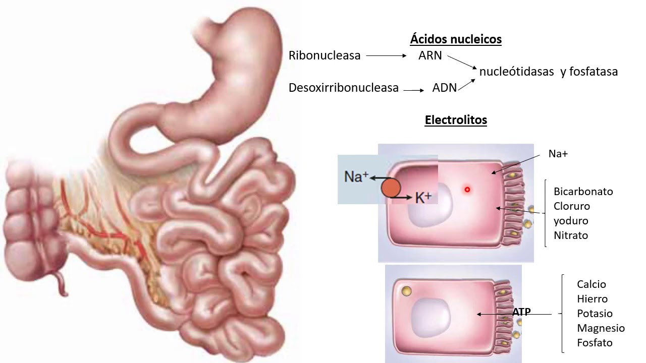 14 Intestino delgado parte 2