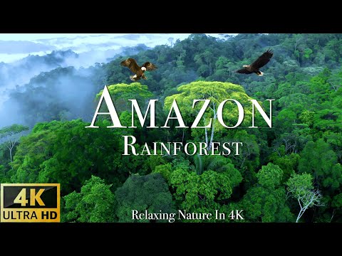 Amazon 4k-The World's Largest Tropical Rainforest-Szenischer Entspannungsfilm mit beruhigender Musik