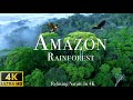 Amazon 4k - The World’s Largest Tropical Rainforest -  Scenic Relaxation Film with Calming Music