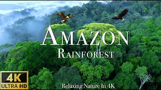 Amazon 4k - The World’s Largest Tropical Rainfor