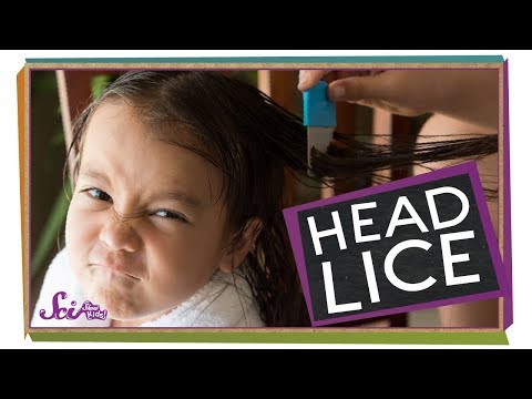 Where Do Lice Come From?