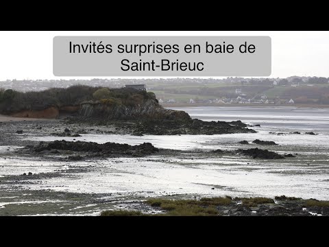 Observation inattendue en baie de Saint-Brieuc - photographie animalière 