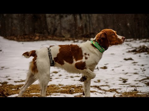 CT Gun Dog Pointer Training Steadiness