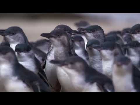 Phillip Island Penguin Parade
