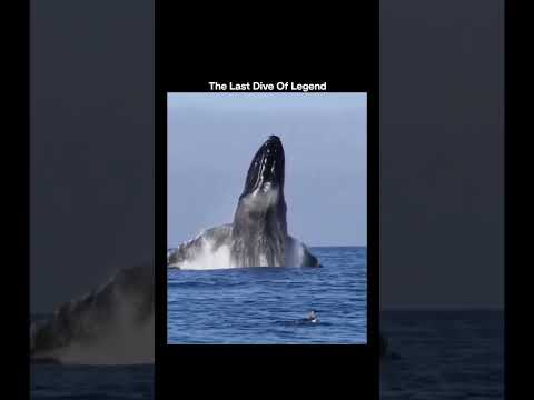 whales last dive, തിമിംഗലത്തിന്റെ അവസാന നിമിഷങ്ങൾ....