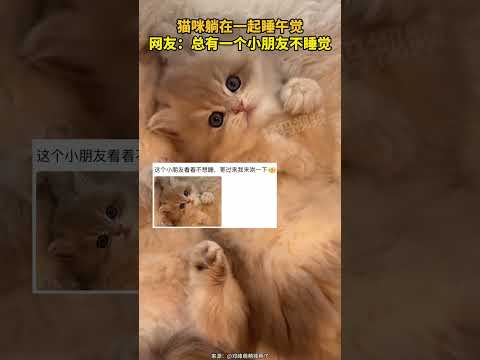 猫咪躺在一起睡午觉，网友：总有一个小朋友不睡觉
