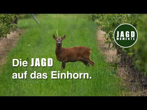 White deer and a unicorn - buck hunting in a special area with @johhunter