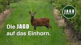 Weiße Rehe und ein Einhorn - Bockjagd in einem besonderen Revier mit @johhunter