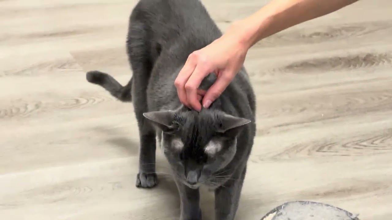Enlarge Luna, a Adoptable Domestic Short Hair in Pleasant Hill, CA video 6/6