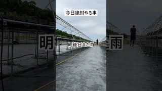 2025.6.12に絶対やる事！ #農業 #農協 #いちご