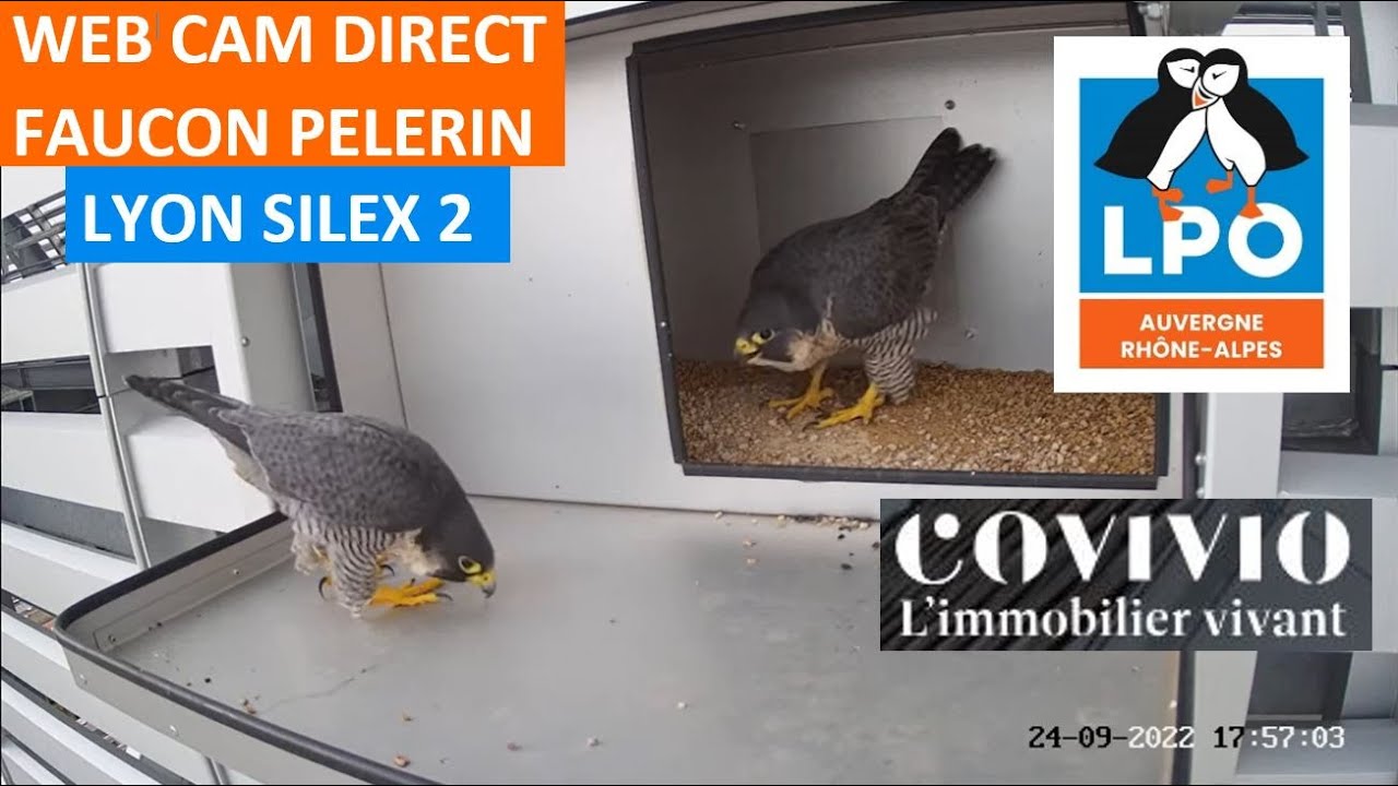 Live webcam view of Peregrine Falcon Nest, Silex Tower Lyon
