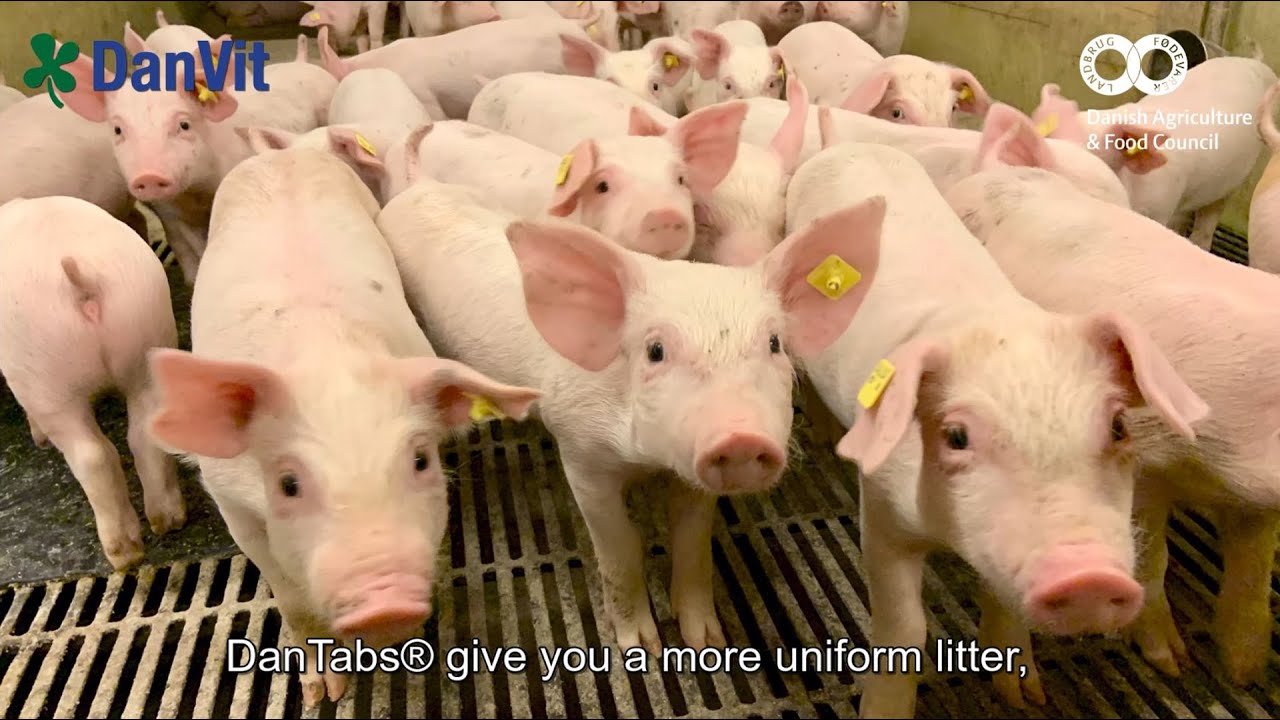 Piglets Survival Rate