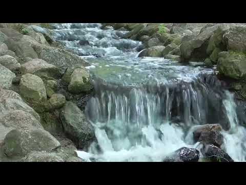 Relaxing Music for Therapy - Calming Music for Dementia, Alzheimer's, Health, and, Immune System