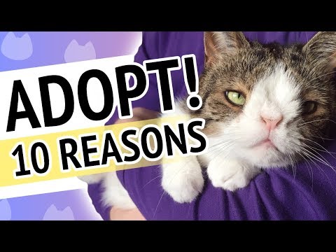 10 reasons to adopt a shelter cat