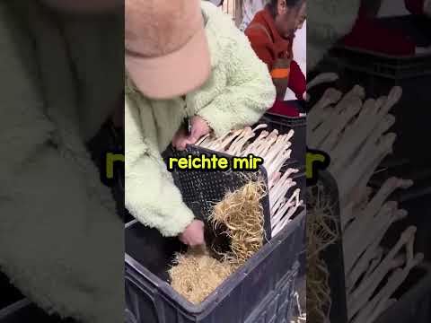 Mein Sohn glaubt, dass wir jedes Jahr die Feuerwache besuchen, weil er die Einsatzfahrzeuge liebt