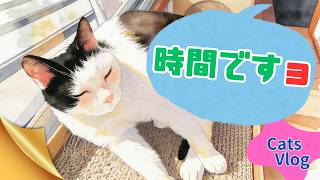 【CatsVlog】猫部屋クローズ「時間ですョ！」 #猫動画 #可愛い猫 #保護猫