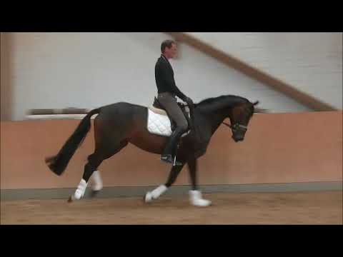 Don Index Lauries komplett