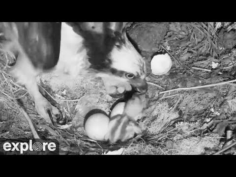 Osprey Chicks Hatching - Rachel the Osprey - Hog Island Maine