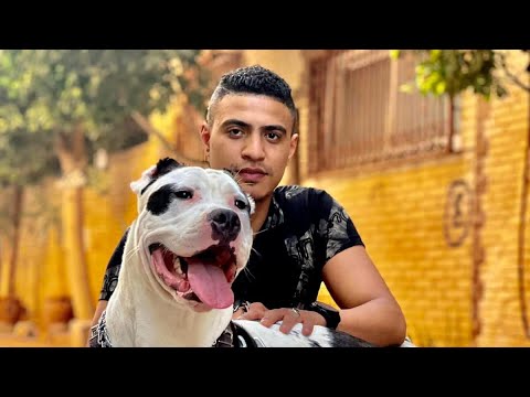 مهرجان يلا بالسلامة غورو باي باي عمر حفظي
