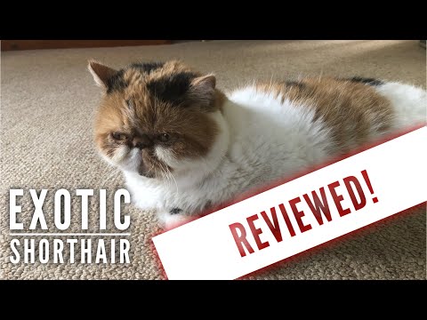 Exotic Shorthair Cat Review after 5 years